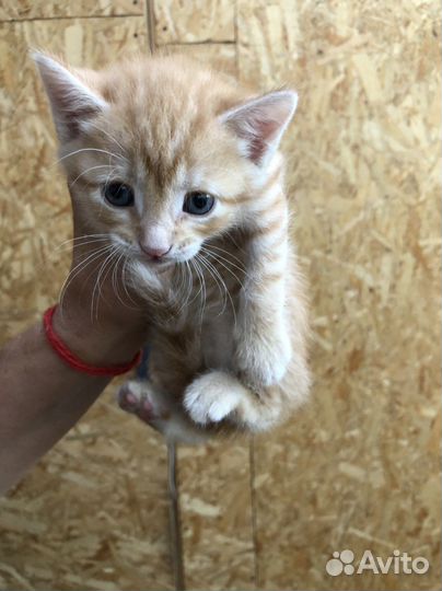Котята в добрые руки 1 месяц