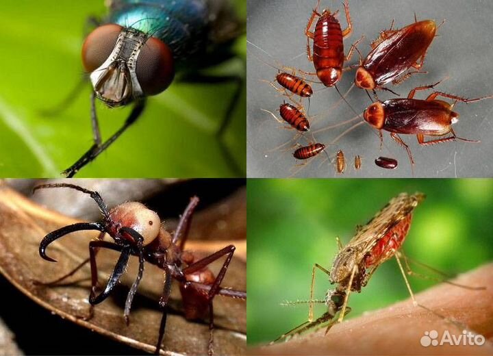Обработка от клещей комаров блох мух муравьев ос