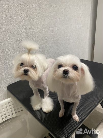 Стрижка собак и кошек, профессионально и быстро