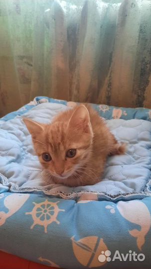 Кошка в дар