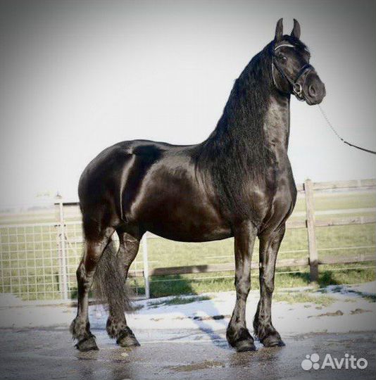 Продажа лошадей