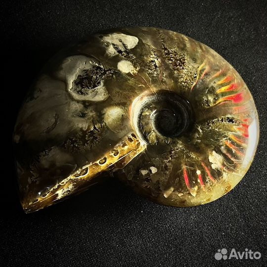 Аммонит окаменелости ископаемый аммолит