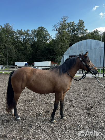 Лошадь кобыла