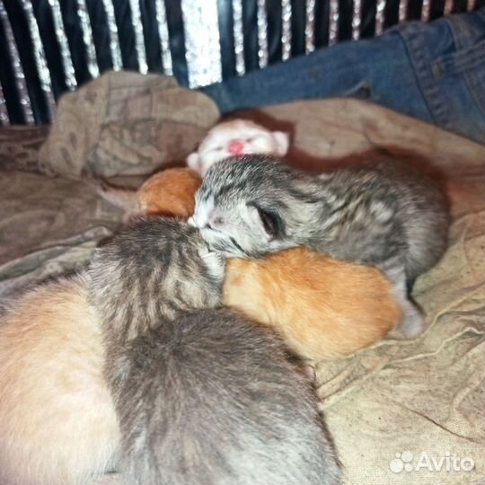 Котята в добрые руки