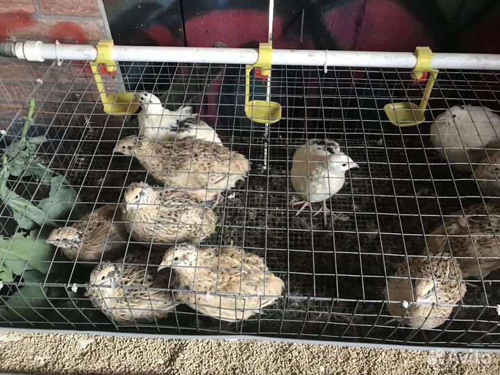 Перепела несушки