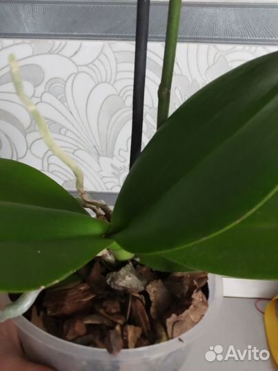 Орхидея фаленопсис отцветает (лимонная)