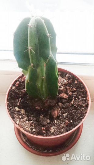 Кактус в горшочке