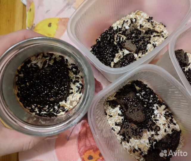 Жук знахарь и их личинки