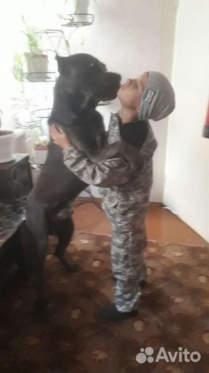 Кане Корсо вязка