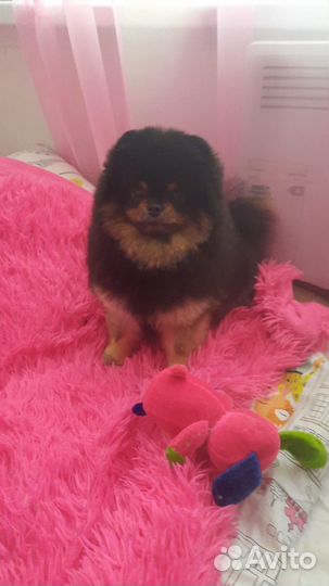 Ищу невесту