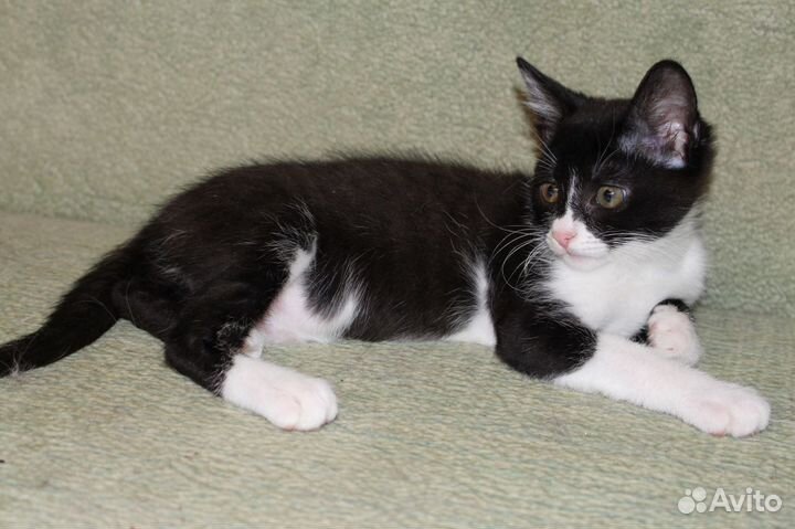 Котята от кошки-мышеловки