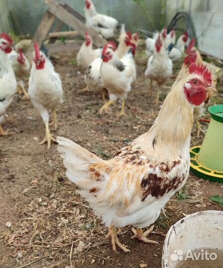 Молодые петухи