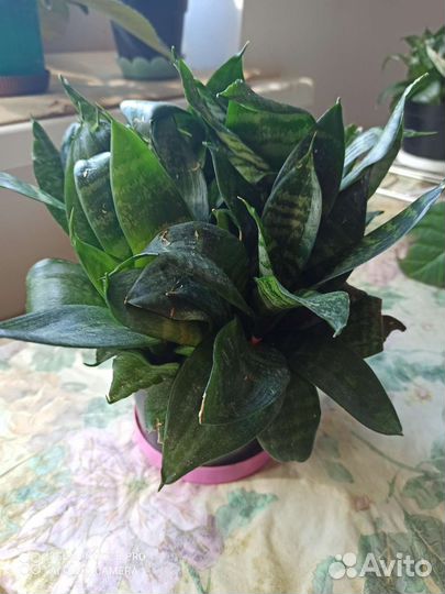 Сансевиерия ханни