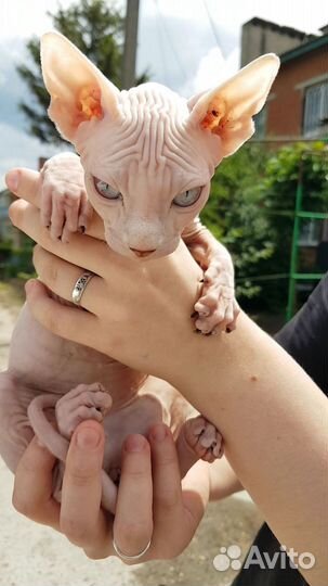 Зоотакси по России