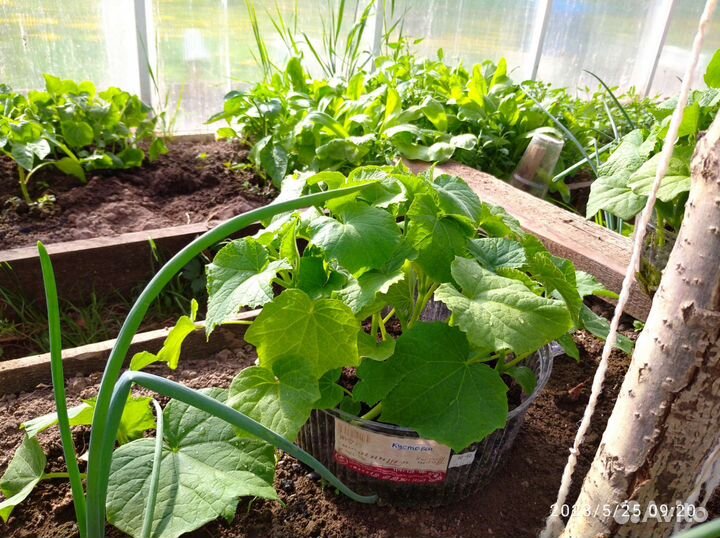 Огурцы, кабачки, тыква