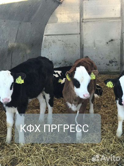 Телята бычки