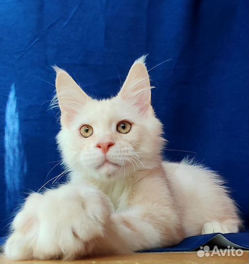 Мейн-кун высокое красное серебро