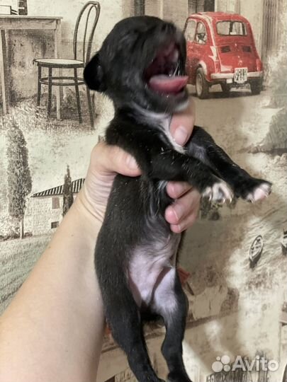 Щенки чихуа