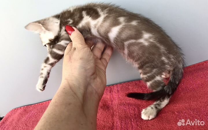 Бенгальский мальчик