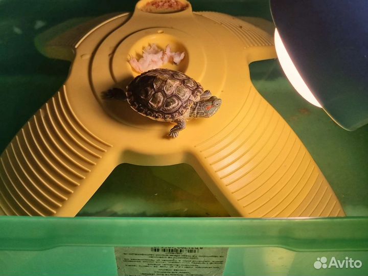 Черепашки красноухие