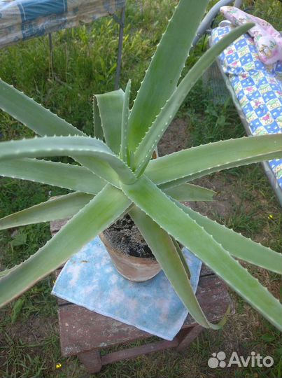 Алоэ восьмилетний