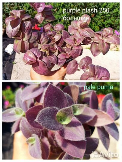 Традисканции, коллизии