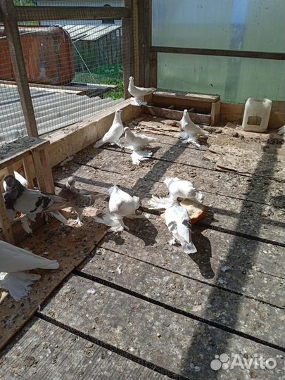 Продам голубей