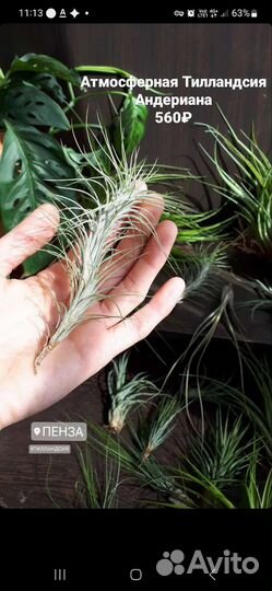Разные Атмосферные Тилландсии