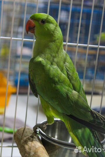 Индийские кольчатые попугаи