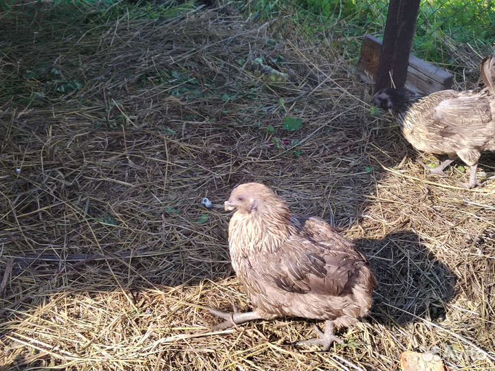 Куры несушки