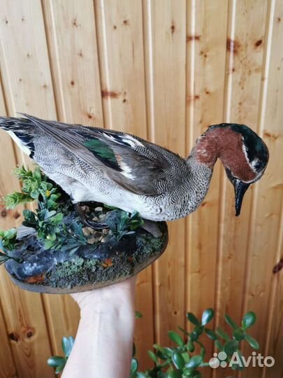 Чучело утки