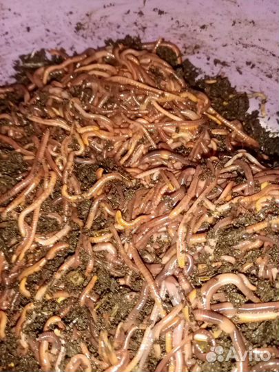 Черви для рыбалки