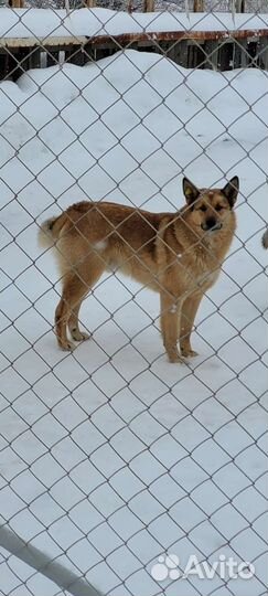 Собака в добрые руки отдам бесплатно
