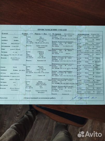 Охотничьи собаки лайки рабочие