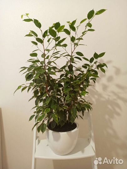 Фикус в ассортименте растение цветок