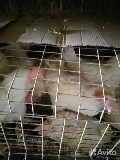 Куры несушки