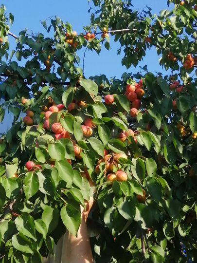 Участок 36 сот. (ИЖС)