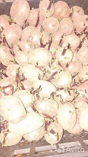 Продам картофель семенной