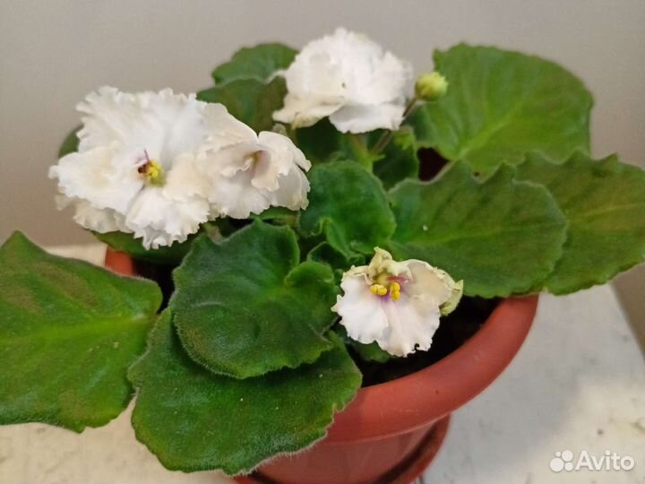 Фиалка белая