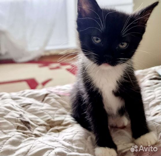 Котятки в добрые руки