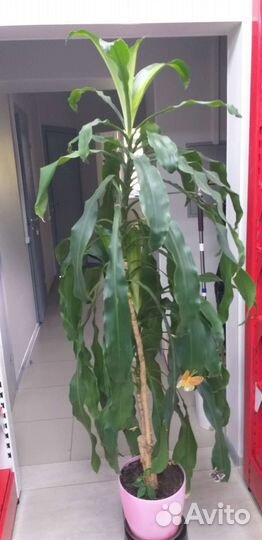 Пальма драцена