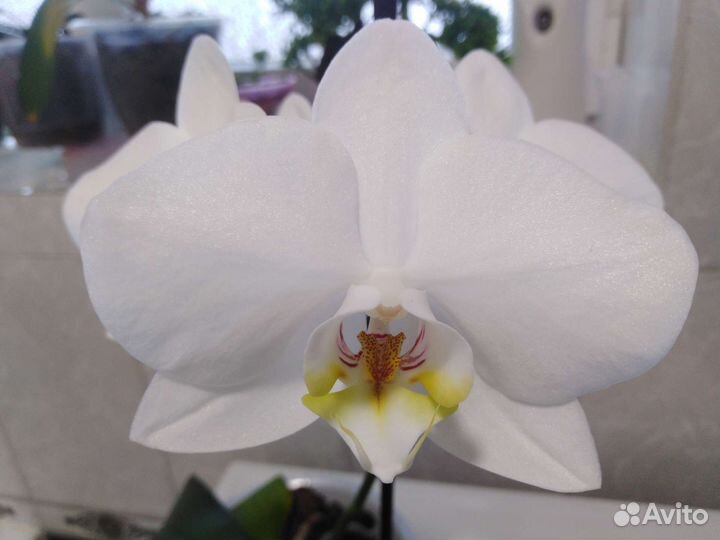 Орхидея фаленопсис