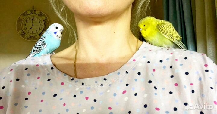 Выставочные волнистые попугаи (ввп)чехи с клеткой