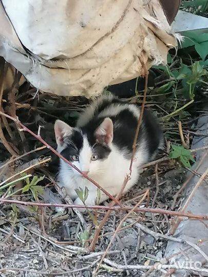 Котята в добрые руки бесплатно