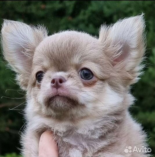 Чихуахуа кукольный мальчик