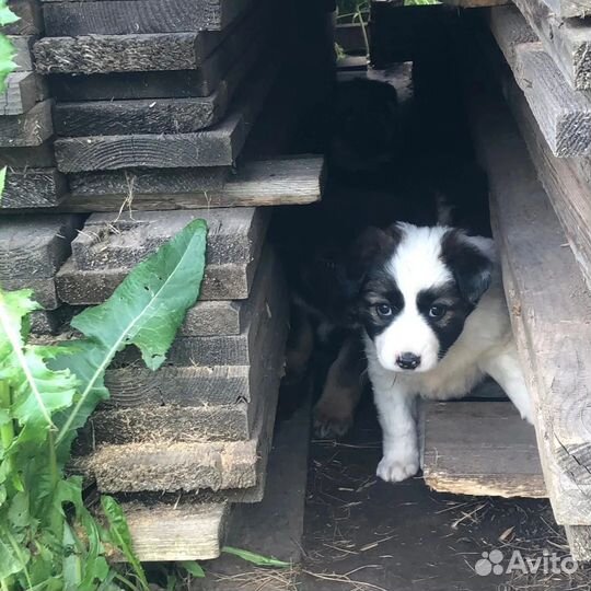 Щенки в хорошие руки