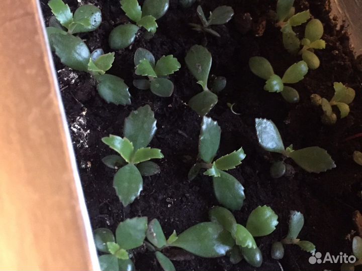 Каланхоэ лечебное