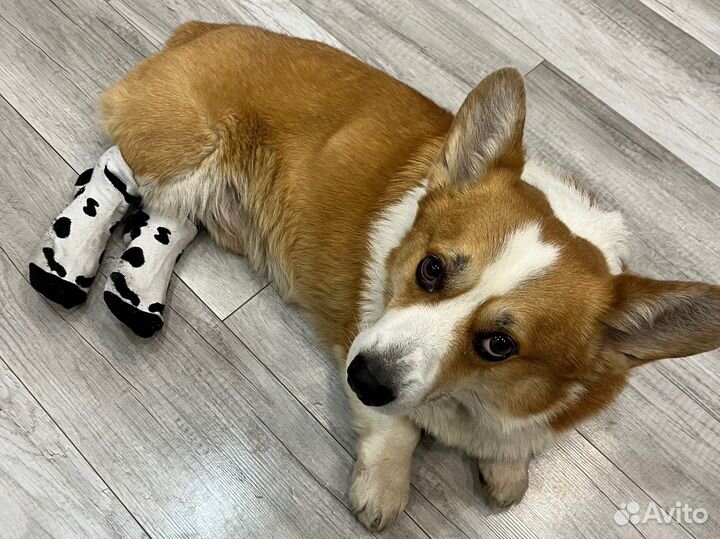 Вельш-корги (вязка)