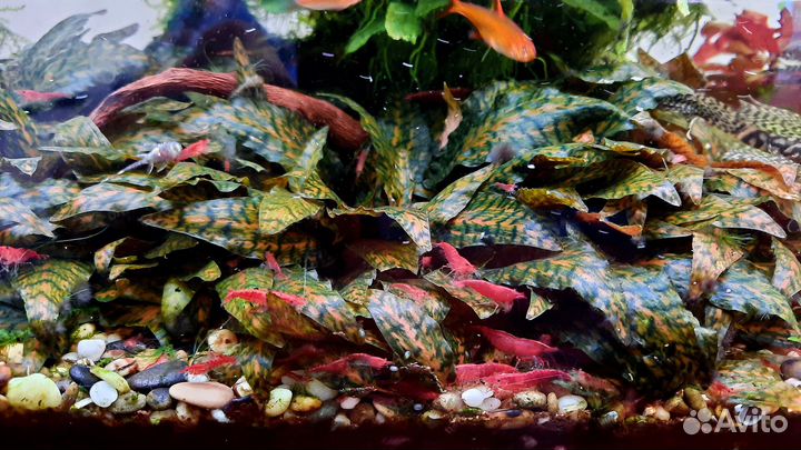 Криптокорина Нури