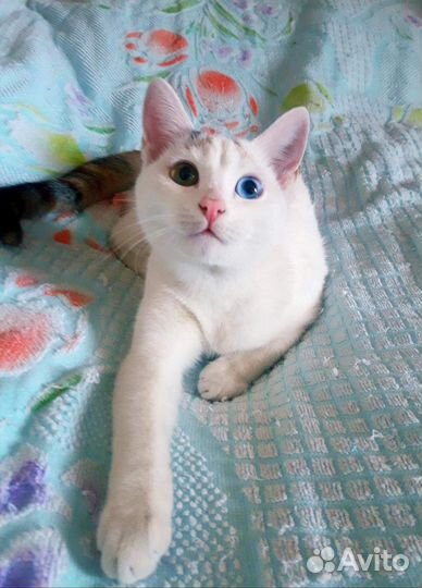 Отдам кошку в добрые руки